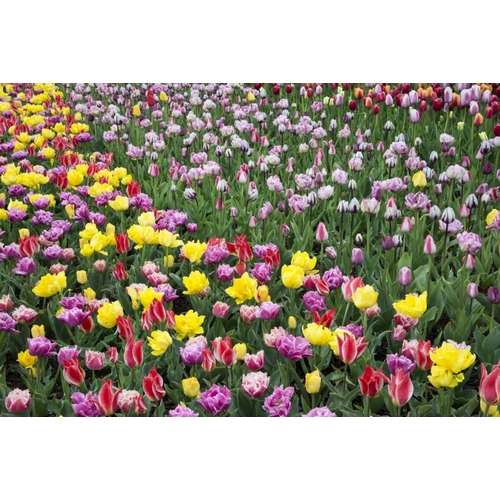 USA, Washington Field of blooming tulips